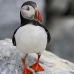 puffin_atlantic_msi_v_0205_can0018.jpg